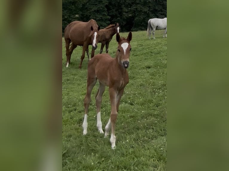 Westphalian Mare Foal (06/2026) Chestnut-Red in Blomberg