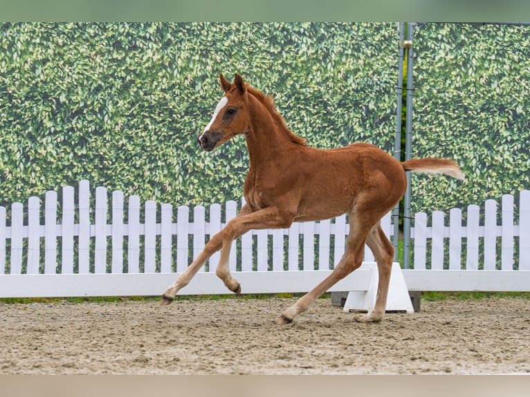 Westphalian Mare Foal (03/2026) Chestnut-Red in Everswinkel