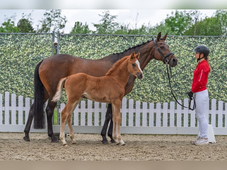 Westphalian Mare Foal (03/2026) Chestnut-Red in Everswinkel