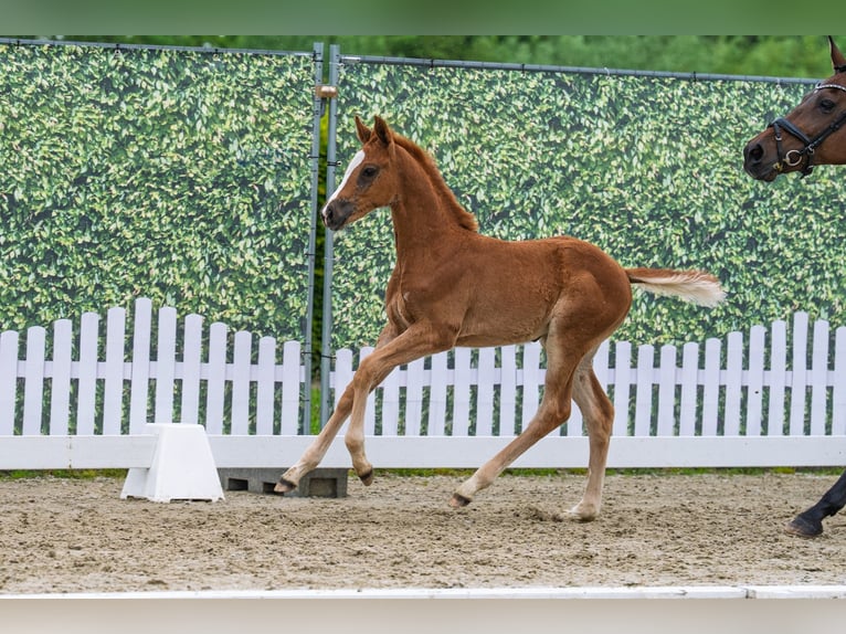 Westphalian Mare Foal (03/2026) Chestnut-Red in Everswinkel
