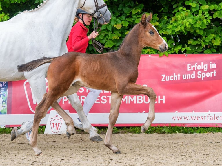 Westphalian Mare Foal (05/2026) Chestnut-Red in Mnster-Handorf