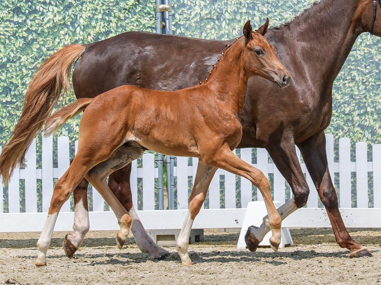 Westphalian Mare Foal (04/2026) Chestnut-Red in Mnster-Handorf