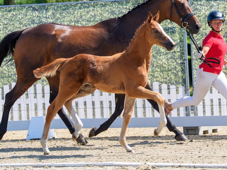 Westphalian Mare Foal (04/2026) Chestnut-Red in Mnster-Handorf