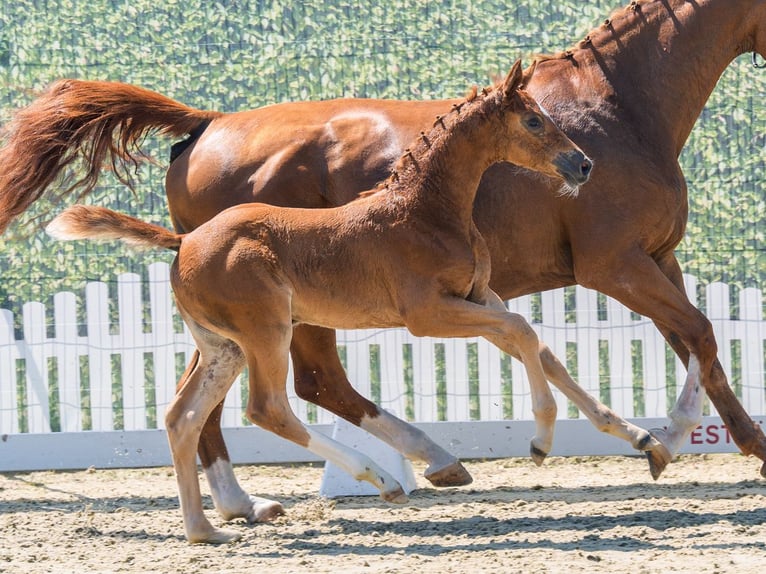 Westphalian Mare Foal (05/2026) Chestnut-Red in Mnster-Handorf