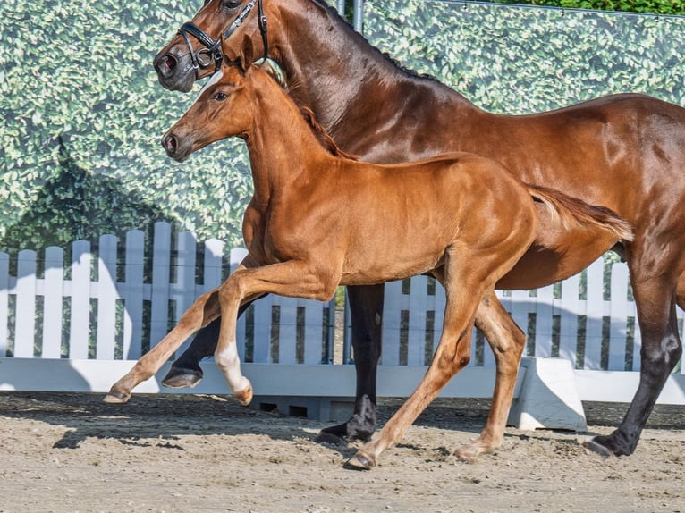 Westphalian Mare  Chestnut-Red in M&#xFC;nster Handorf