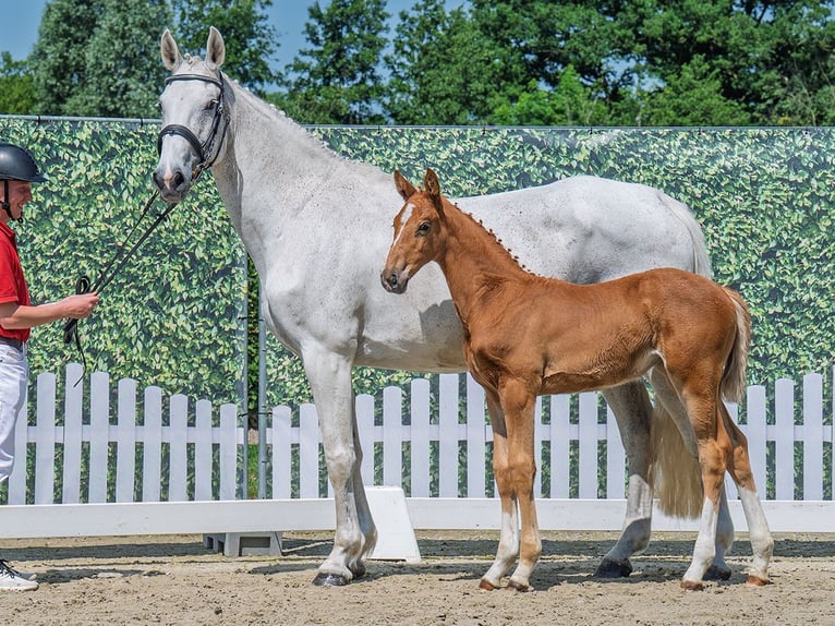 Westphalian Mare  Chestnut-Red in M&#xFC;nster Handorf