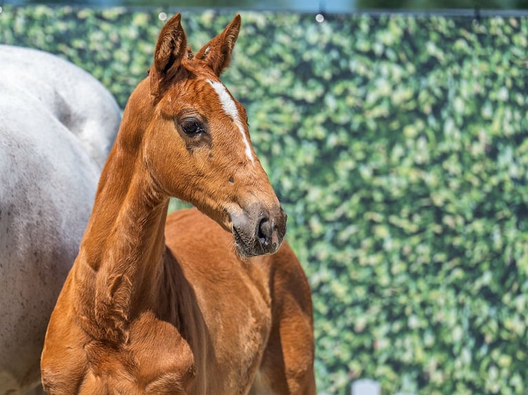 Westphalian Mare  Chestnut-Red in M&#xFC;nster Handorf