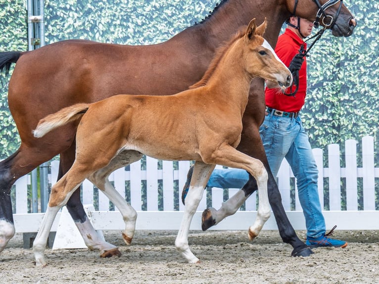 Westphalian Mare  Chestnut-Red in M&#xFC;nster Handorf
