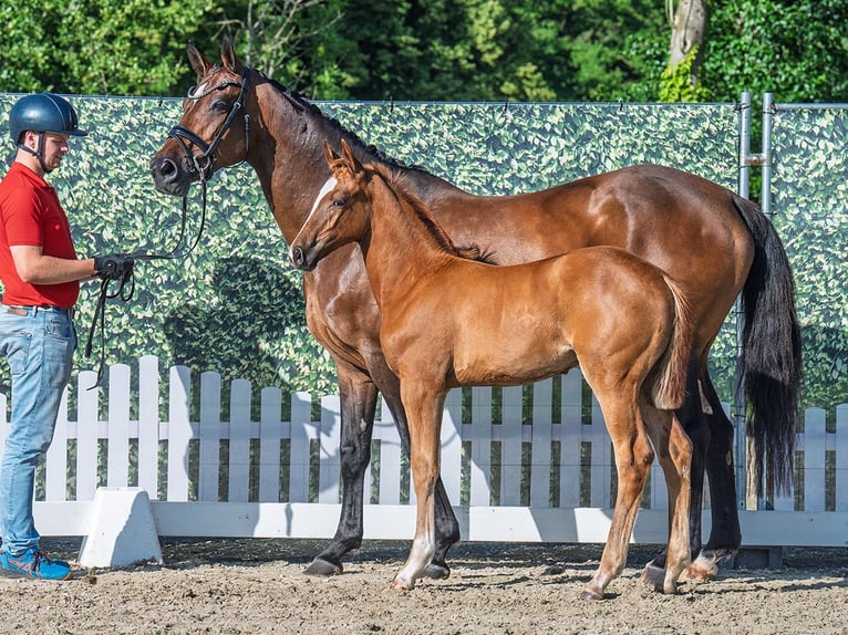 Westphalian Mare  Chestnut-Red in M&#xFC;nster Handorf