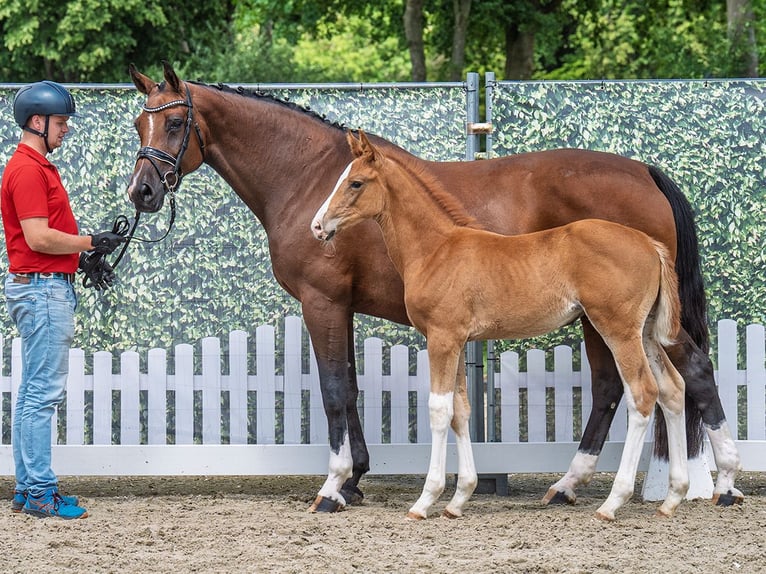 Westphalian Mare  Chestnut-Red in M&#xFC;nster Handorf