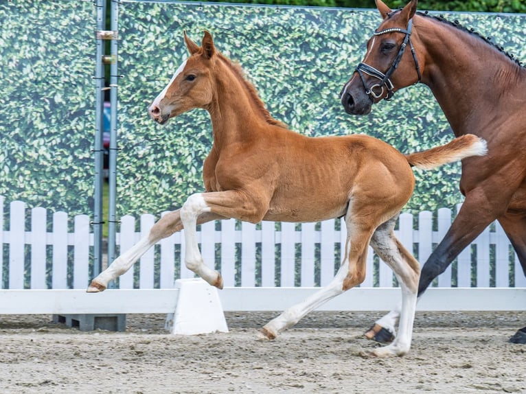 Westphalian Mare  Chestnut-Red in M&#xFC;nster Handorf