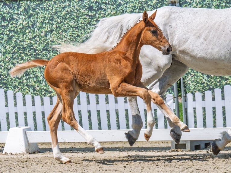 Westphalian Mare  Chestnut-Red in M&#xFC;nster Handorf