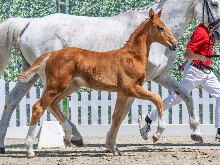 Westphalian Mare  Chestnut-Red in M&#xFC;nster Handorf