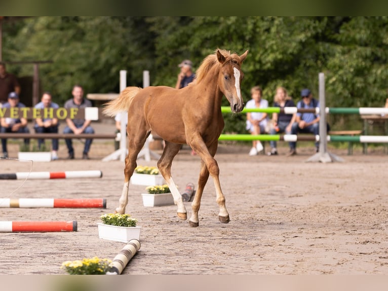 Westphalian Mare Foal (03/2025) Chestnut-Red in Vlotho