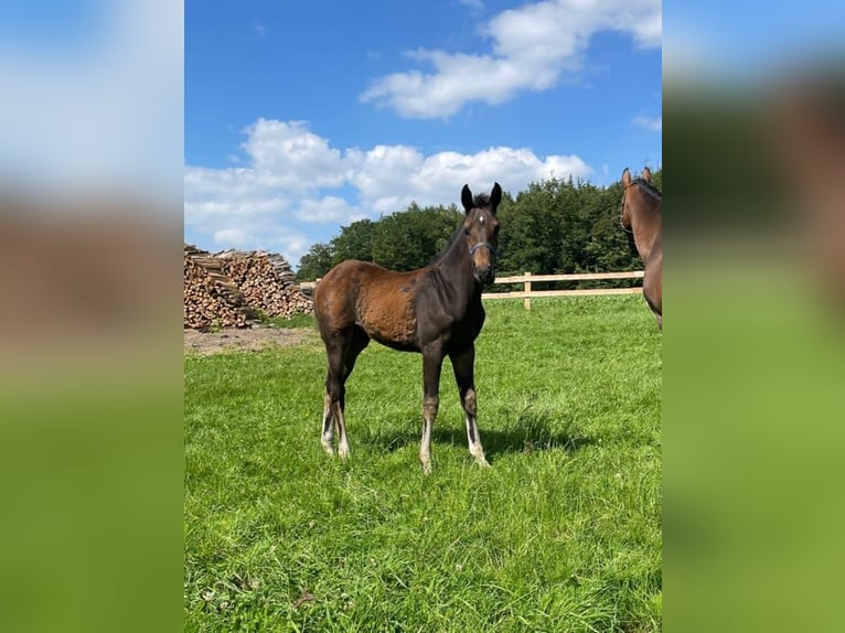 Westphalian Mare Foal (03/2024) Chestnut in Melle