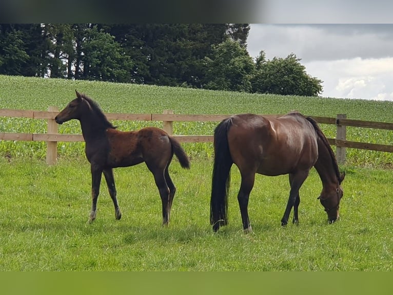 Westphalian Mare Foal (03/2024) Chestnut in Melle