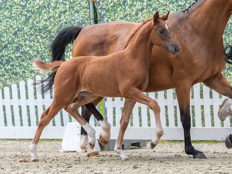 Westphalian Mare Foal (04/2026) Chestnut in Mnster-Handorf