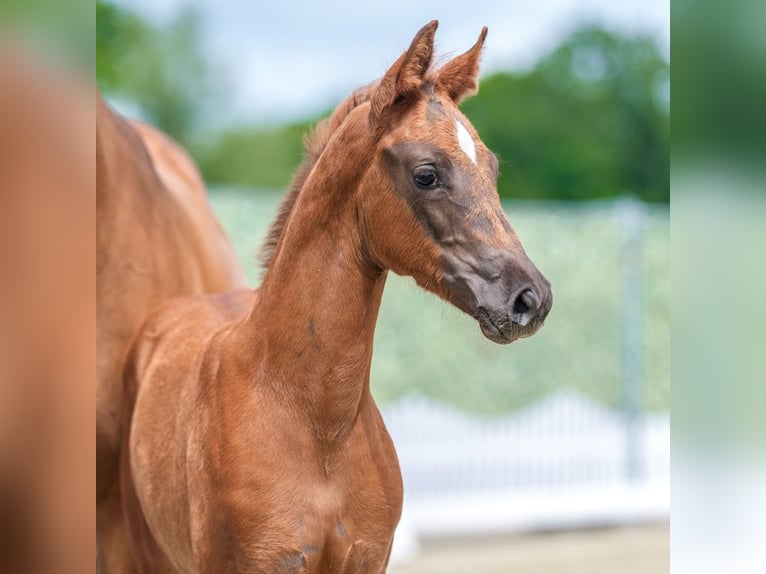 Westphalian Mare Foal (04/2026) Chestnut in Mnster-Handorf