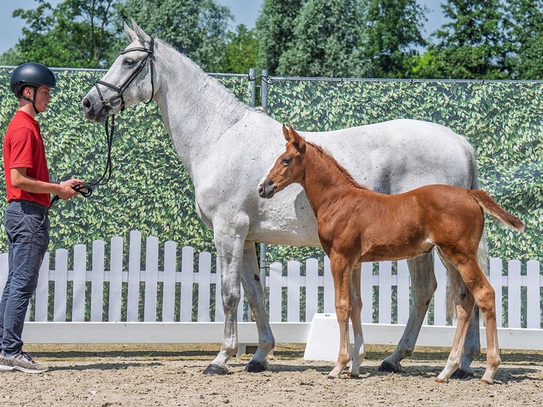 Westphalian Mare  Chestnut in M&#xFC;nster Handorf