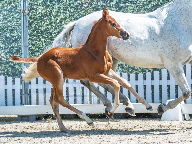 Westphalian Mare  Chestnut in M&#xFC;nster Handorf