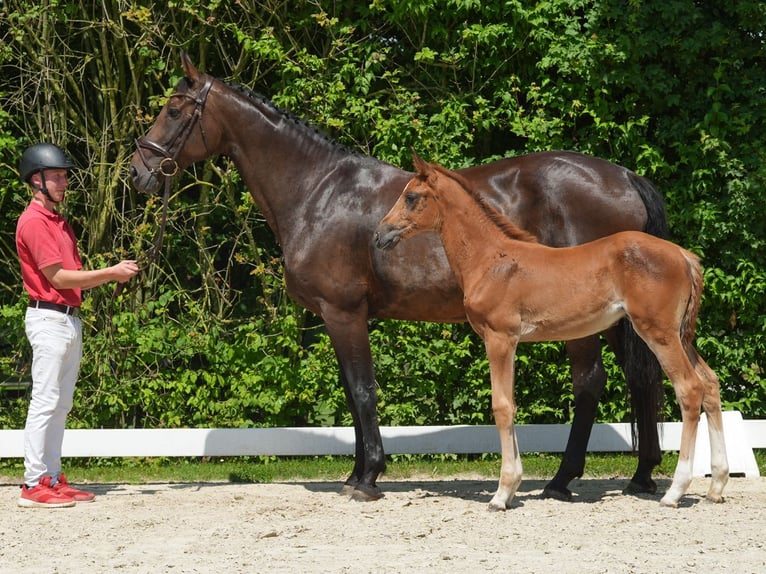 Westphalian Mare Foal (04/2024) Chestnut in Münster-Handorf