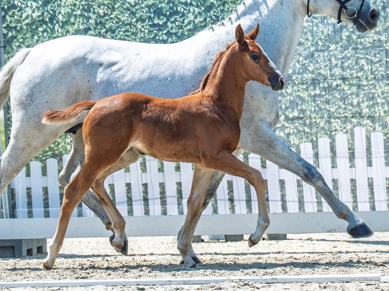 Westphalian Mare  Chestnut in M&#xFC;nster Handorf