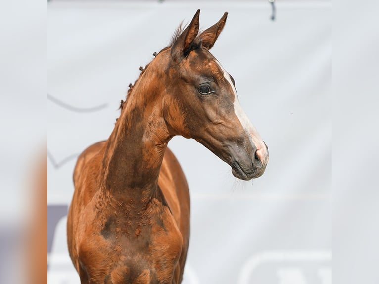 Westphalian Mare Foal (05/2024) Chestnut in Münster-Handorf