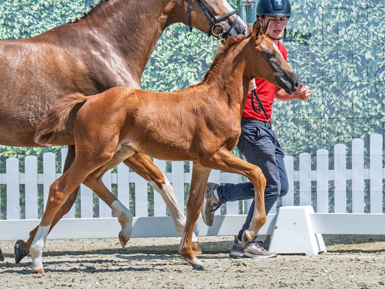 Westphalian Mare  Chestnut in M&#xFC;nster Handorf