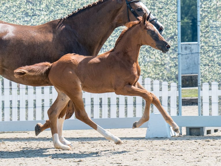 Westphalian Mare  Chestnut in M&#xFC;nster Handorf