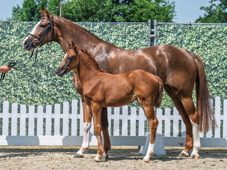 Westphalian Mare  Chestnut in M&#xFC;nster Handorf