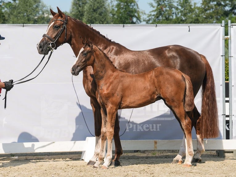 Westphalian Mare Foal (05/2024) Chestnut in Münster-Handorf