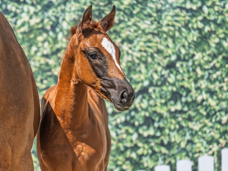 Westphalian Mare  Chestnut in M&#xFC;nster Handorf