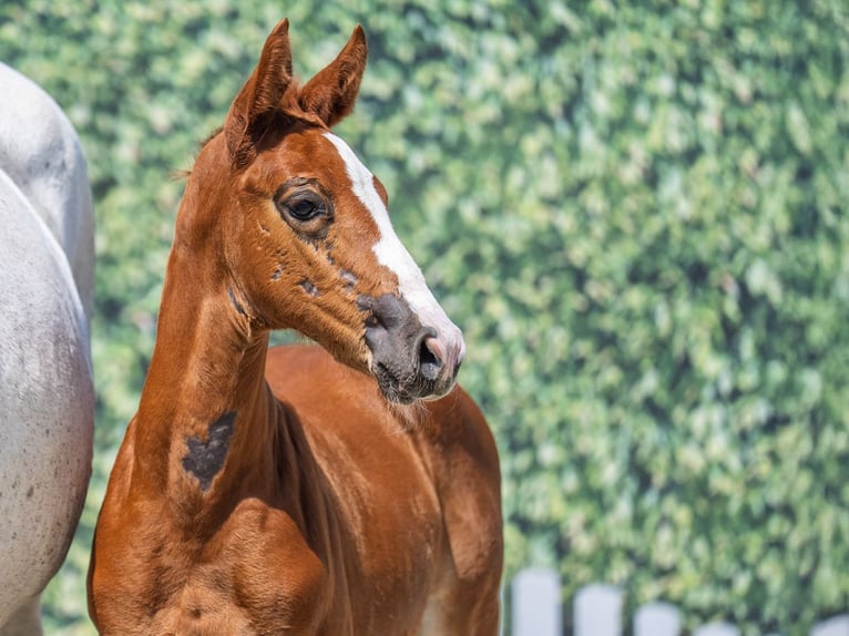Westphalian Mare  Chestnut in M&#xFC;nster Handorf