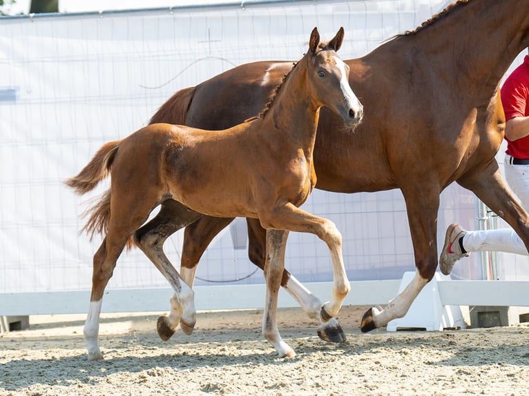 Westphalian Mare Foal (05/2024) Chestnut in Münster-Handorf