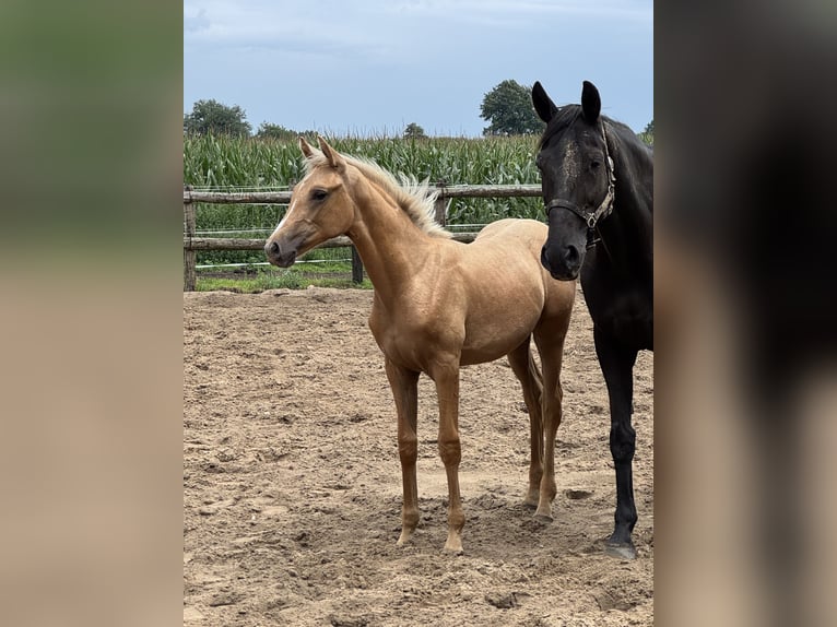 Westphalian Mare Foal (04/2025) in Neuenkirchen-V&#xF6;rdenV&#xF6;rden