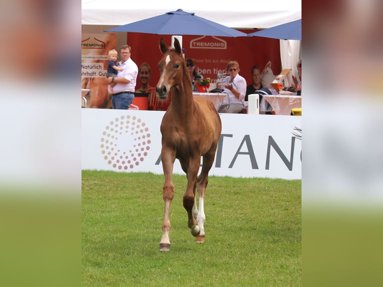 Westphalian Mare Foal (03/2025) in H&#xF6;rstel