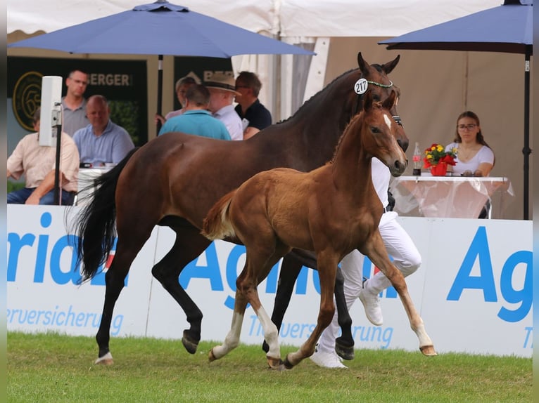 Westphalian Mare Foal (03/2025) in H&#xF6;rstel