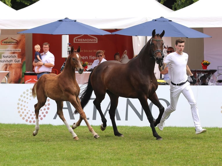 Westphalian Mare Foal (03/2025) in H&#xF6;rstel