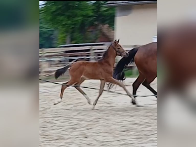 Westphalian Mare Foal (04/2026)  in Ostbevern