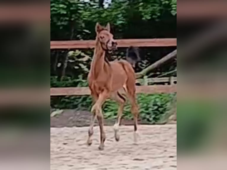 Westphalian Mare Foal (04/2026)  in Ostbevern