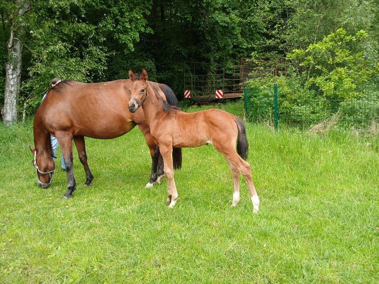 Westphalian Mare Foal (04/2026)  in Ostbevern