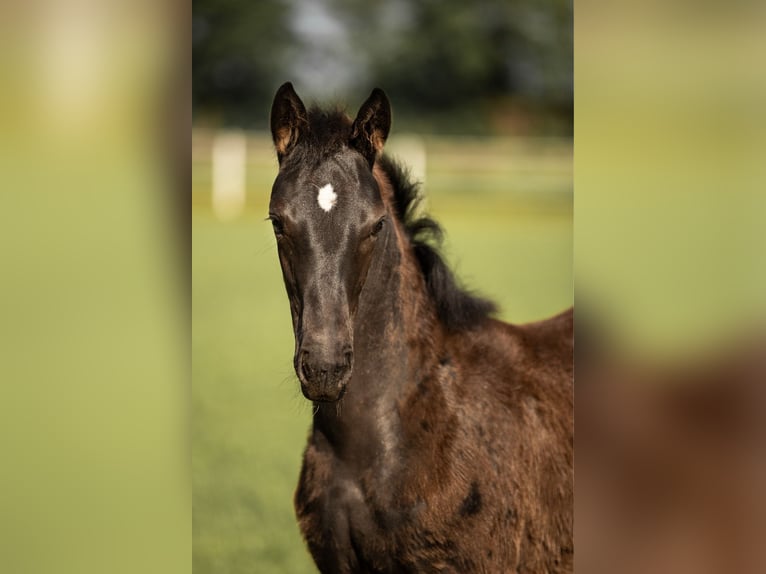 Westphalian Mare  in Rheine