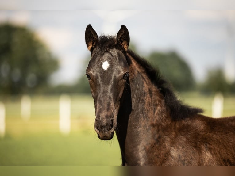 Westphalian Mare  in Rheine