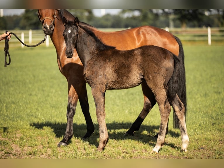 Westphalian Mare  in Rheine