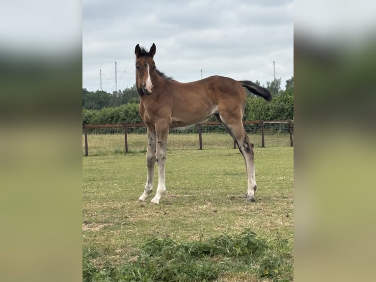 Westphalian Mare Foal (01/2025) in Ludlow