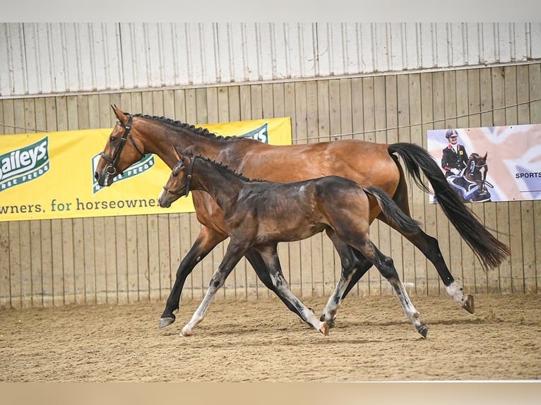 Westphalian Mare Foal (01/2025) in Ludlow