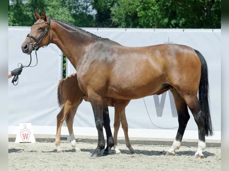 Westphalian Mare Foal (01/2025) in Ludlow