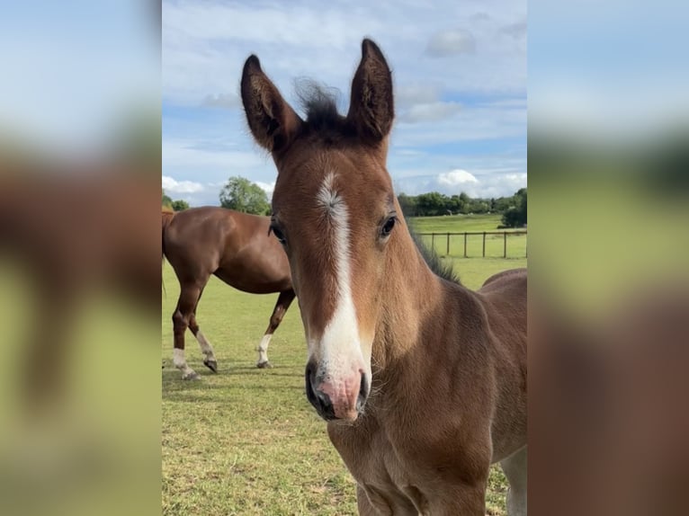 Westphalian Mare Foal (01/2025) in Ludlow