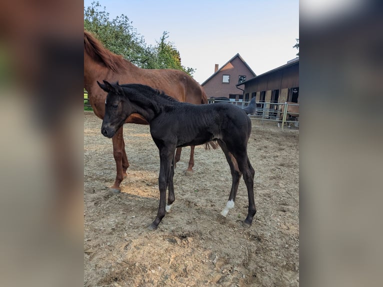 Westphalian Mare  in Vreden