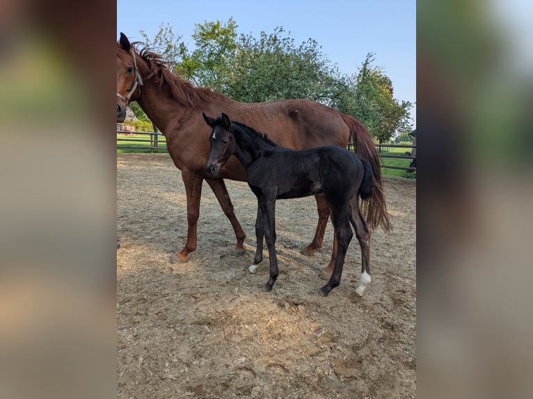 Westphalian Mare  in Vreden